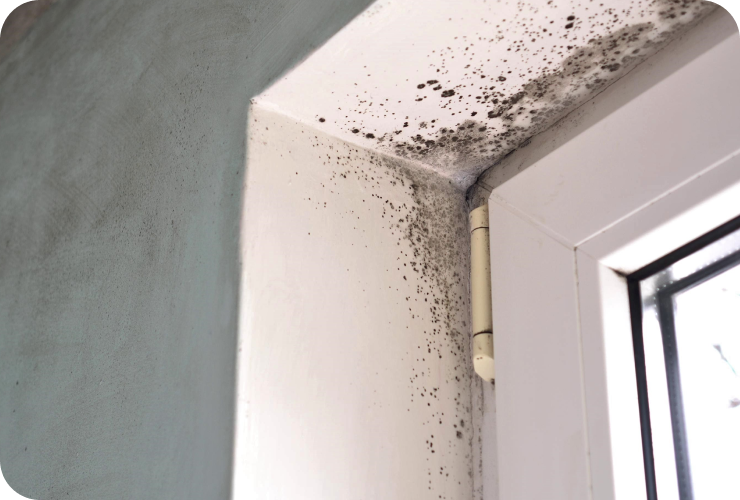 Mould around a window frame captured as time-stamped evidence